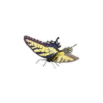 Maqueta 3d Metal Fascinations Mariposa Tiger Swallowtail... 2